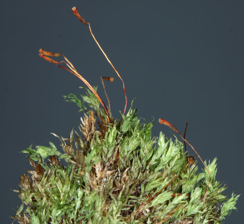 Pohlia cruda